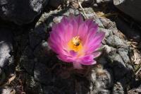 pa_649_ariocarpus_fissuratus_var._lloydii.jpg