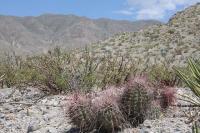 pa_650_hamatocactus_hamatacanthus.jpg