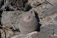 pa_651_epithelantha_greggii.jpg