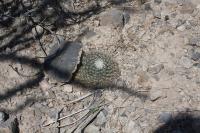 pa_652_mammillaria_heyderi.jpg