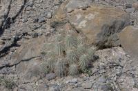 pa_654_echinocereus_stramineus.jpg