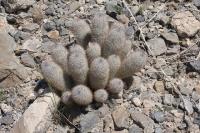 pa_656_mammillaria_pottsii.jpg