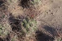 pa_657_coryphantha_macromeris.jpg