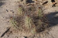 pa_658_echinocereus_stramineus.jpg