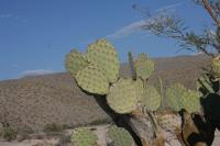 pa_659_opuntia_sp..jpg