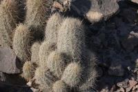 pa_661_thelocactus_bicolor_var._bolaensis.jpg
