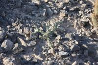 pa_663_cylindropuntia_imbricata.jpg