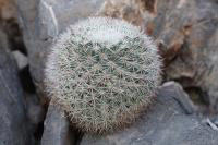 pa_664_mammillaria_sp..jpg