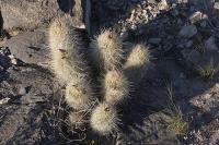 pa_666_thelocactus_bicolor_var._bolaensis.jpg