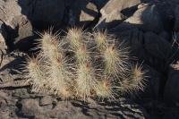 pa_667_echinocereus_stramineus.jpg