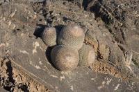 pa_668_epithelantha_greggii.jpg