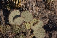 pa_670_opuntia_sp..jpg