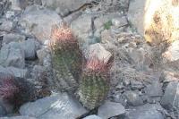 pa_671_hamatocactus_hamatacanthus.jpg