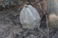 pa_673_astrophytum_coahuilense.jpg
