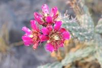 pa_674_cylindropuntia_imbricata.jpg