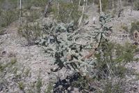 pa_675_cylindropuntia_imbricata.jpg