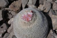 pa_676_epithelantha_greggiirrp.jpg