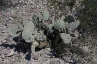 pa_679_opuntia_sp..jpg