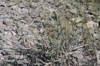 pa_680_cylindropuntia_leptocaulis.jpg
