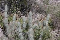 pa_681_grusonia_bradtiana.jpg