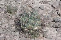 pa_682_coryphantha_poselgeriana.jpg