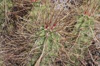 pa_683_echinocereus_enneacanthus.jpg