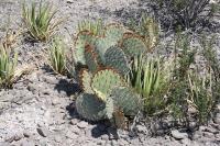 pa_684_opuntia_sp..jpg