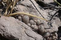 pa_685_mammillaria_pottsii.jpg