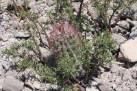 pa_686_hamatocactus_hamatacanthus.jpg