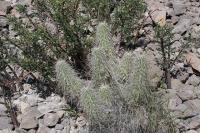 pa_688_echinocereus_stramineus.jpg