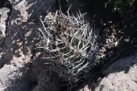 pa_689_astrophytum_niveum_var._nudum.jpg