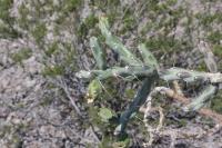pa_690_cylindropuntia_kleiniae.jpg