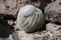 pa_691_mammillaria_lasiacantha.jpg