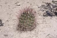 pa_693_hamatocactus_hamatacanthus.jpg