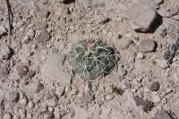 pa_694_coryphantha_poselgeriana.jpg