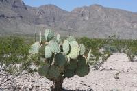 pa_695_opuntia_sp..jpg
