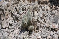 pa_698_echinocereus_stramineus.jpg