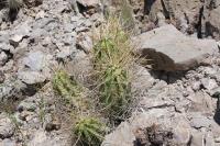 pa_699_echinocereus_enneacanthus.jpg