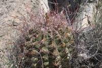 pa_700_hamatocactus_hamatacanthus.jpg