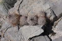 pa_701_escobaria_sp..jpg