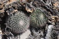 pa_703_mammillaria_sp..jpg