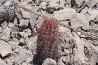pa_704_thelocactus_bicolor.jpg