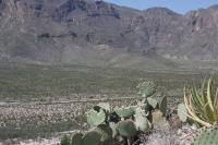 pa_705_opuntia_sp..jpg