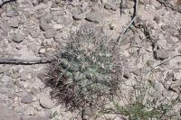 pa_707_coryphantha_poselgeriana.jpg