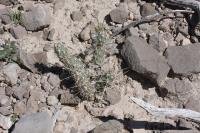 pa_708_micropuntia_sp..jpg