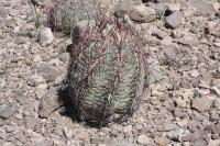 pa_709_echinocactus_horizonthalonius.jpg