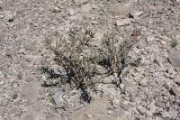 pa_710_cylindroputia_leptocaulis.jpg