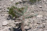 pa_711_cylindropuntia_imbricata.jpg