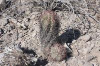 pa_713_echinocactus_horizonthalonius.jpg