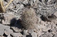 pa_714_coryphantha_werdermannii.jpg